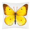 nice-butterfly-pillow-pet